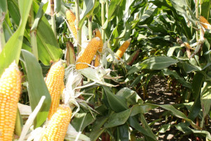 Nowości kukurydziane w Krajowym Rejestrze