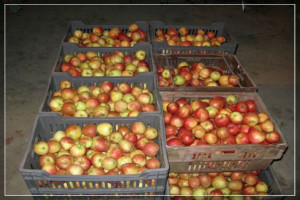 Większe tegoroczne zbiory jabłek na półkuli południowej