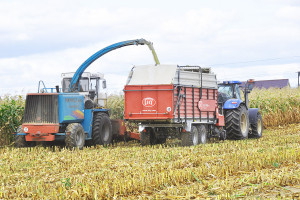 Nawożenie kukurydzy osadami ściekowymi