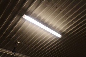 Światło dla drobiu &#8211; niezbędny element produkcji