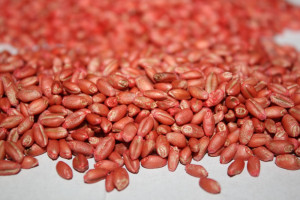 Ceny za materiał siewny zbóż jarych oraz strączkowych 