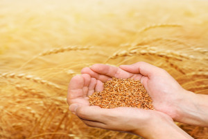 W 2014 r. polski eksport zbóż wyniósł prawie 5,5 mln t