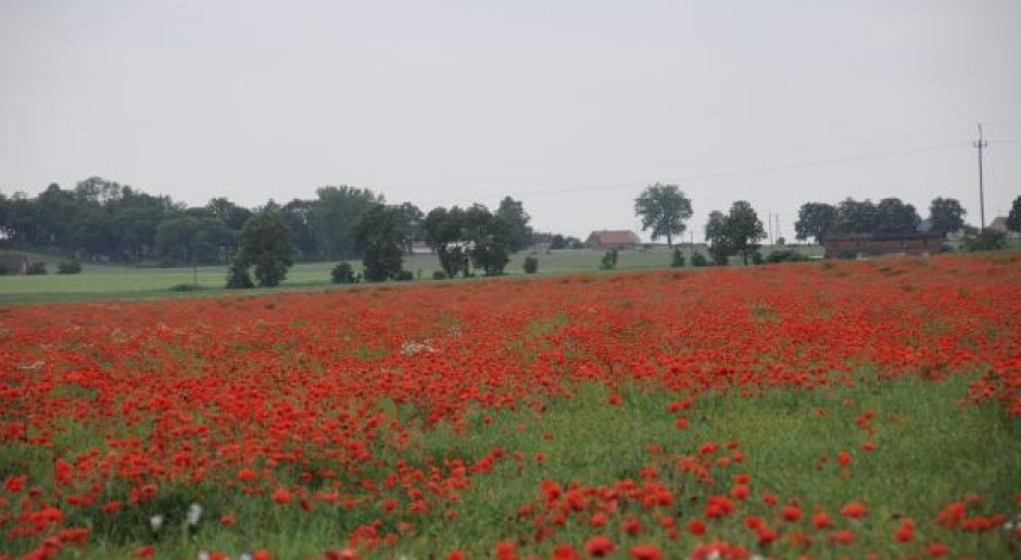 Skuteczność mniejszej dawki herbicydu