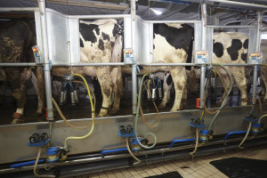 Copa-Cogeca o złagodzeniu presji na europejskich producentów mleka