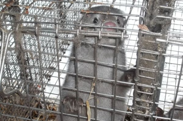 Głos rozsądku w sprawie hodowli zwierząt futerkowych