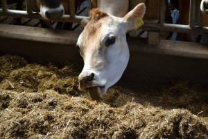 Niedobór selenu przyczyną wielu schorzeń bydła