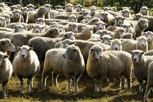 Komu dopłata związana z produkcją kóz i owiec
