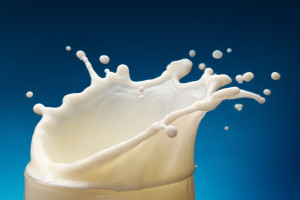 Włochy trafiły przed Europejski Trybunał Sprawiedliwości za kwoty mleczne