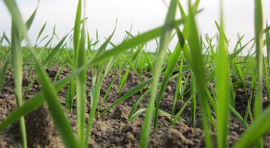 fot. farmer.pl Odchwaszczamy pszenicę i jęczmień jary
