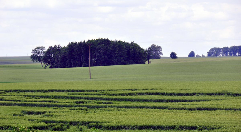 fot. farmer.pl Efektywność stosowania regulatorów wzrostu w pszenicy