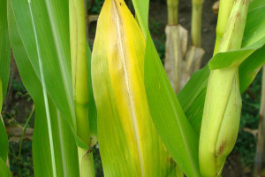 Przedsiewne nawożenie kukurydzy