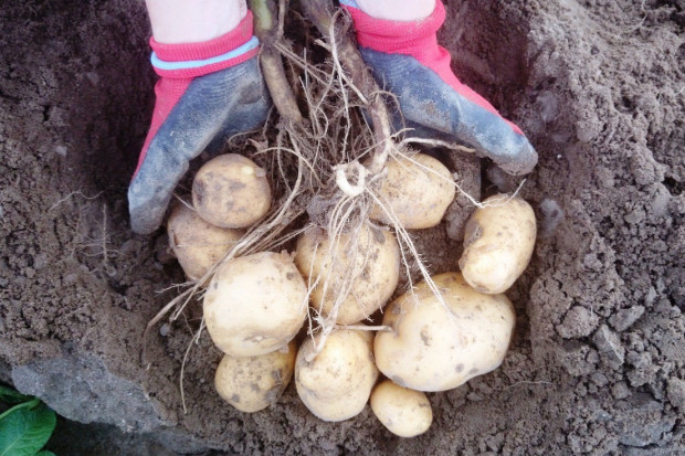 Ziemniak z Listy Zalecanych Odmian na rok 2015
