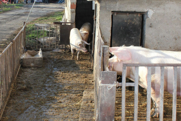 Kategoryzacja gospodarstw utrzymujących świnie