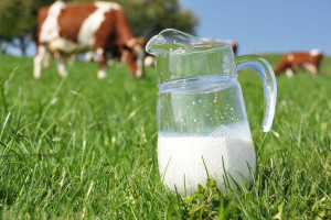 Od kwietnia zniesienie kwot mlecznych 