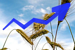 Mocny wzrost ceny pszenicy