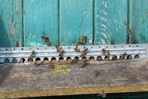Pszczoły są w słabej kondycji po zimie 