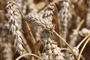 Mocna przecena zbóż po raportach USDA