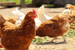 Obrońcy zwierząt apelują: kupuj jajka od kur, których prawa są szanowane