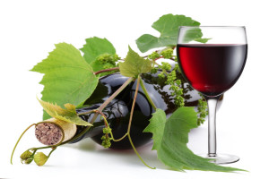 Copa-Cogeca zadowolone z nowego systemu zezwoleń na nasadzanie winorośli