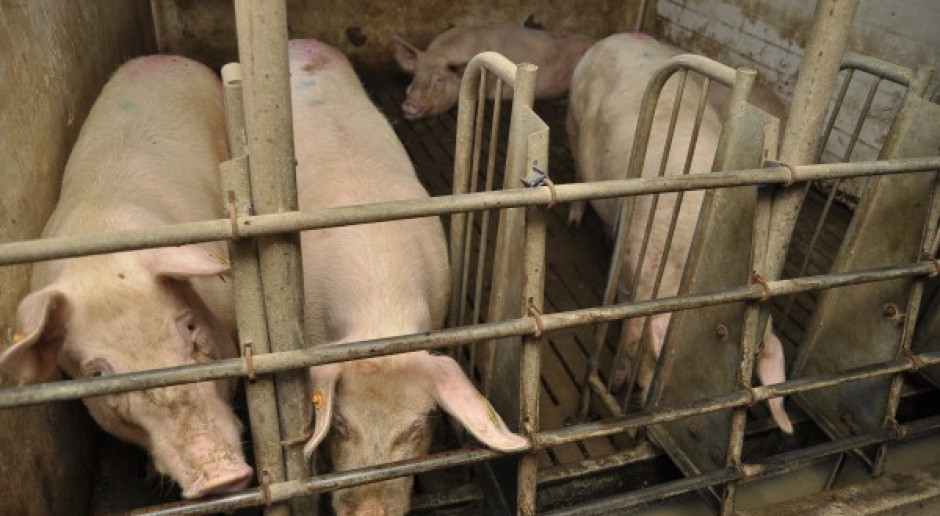 Większe restrykcje w sześciu gminach na Podlasiu, w związku z ASF