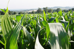 Nawożenie kukurydzy w technologii Yara