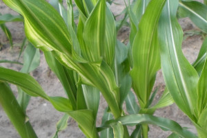 Priorytetowe mikroelementy w kukurydzy