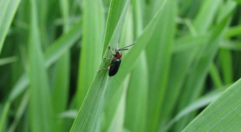 Pierwsze naloty skrzypionki – nie są one groźne