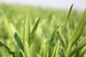 Okno nawozowe - sposobem na określenie terminów nawożenia zbóż