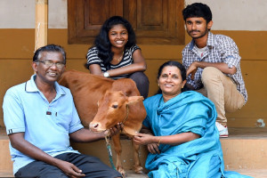 Najmniejsza krowa świata żyje w Indiach