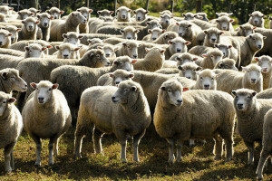 Owce wypasane w Bieszczadach 