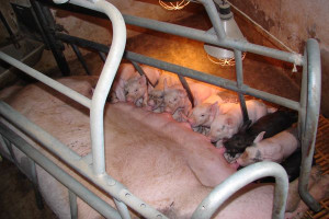 GIW o epidemicznej biegunce świń