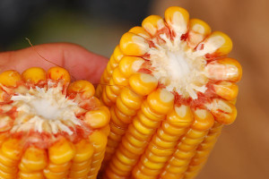KE: Więcej swobody w decyzyjności o GMO 