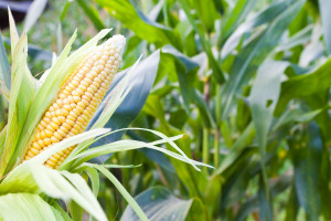 Podstawowe zasady stosowania bezchlorkowych nawozów dolistnych ARKOP pod kukurydzę