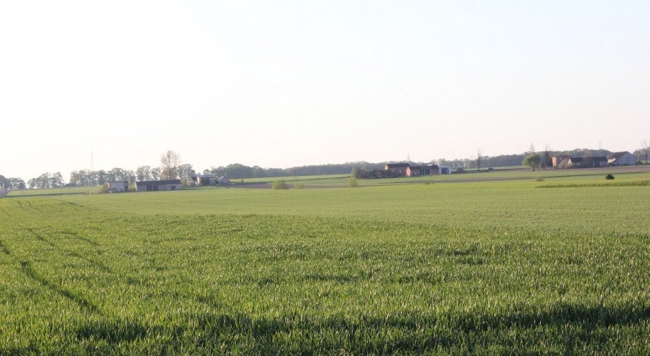 fot. farmer.pl Odnotowano brunatną plamistość liści na pszenżycie ozimym