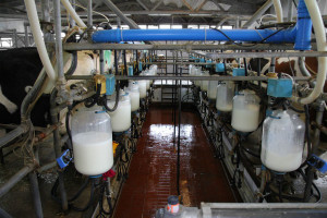 Izby rolnicze państw Grupy Wyszehradzkiej chcą interwencji UE na rynku mleka