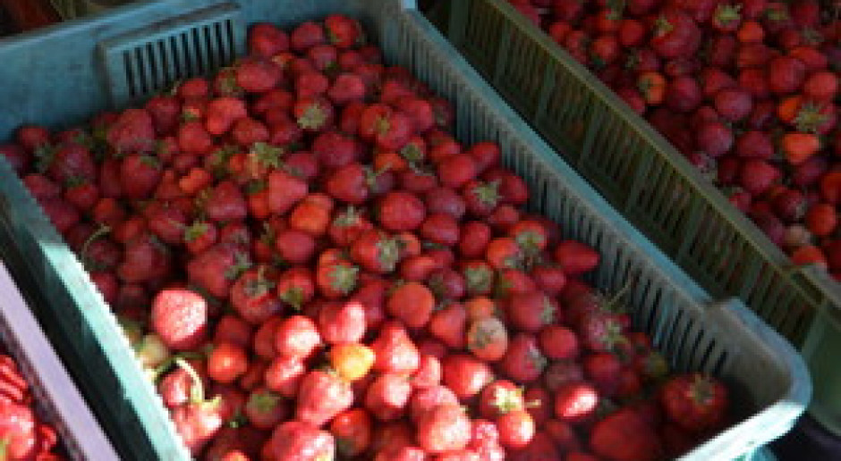 fot. Farmer Polskie truskawki drogie z powodu chłodnej pogody