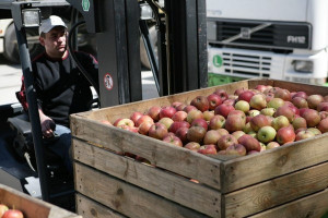  Sandomierscy sadownicy eksportują jabłka na nowe rynki