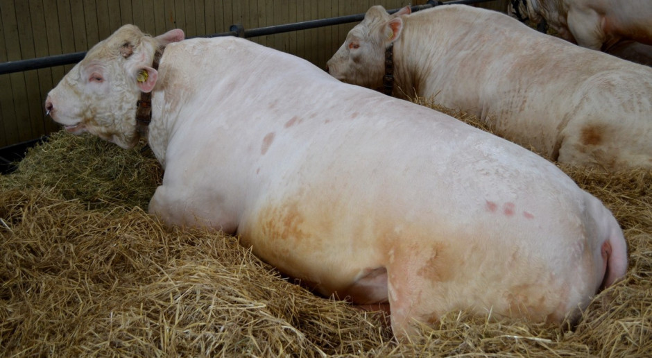 ProOptiBeef – optymalizacja produkcji wołowiny w Polsce