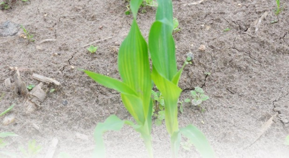 fot. farmer.pl Kiedy dokarmiać dolistnie kukurydzę?