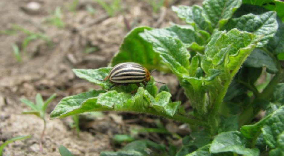 fot. farmer Preparaty do zwalczania stonki ziemniaczanej