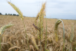 Jakim plantacjom zagraża sporysz zbóż i traw?