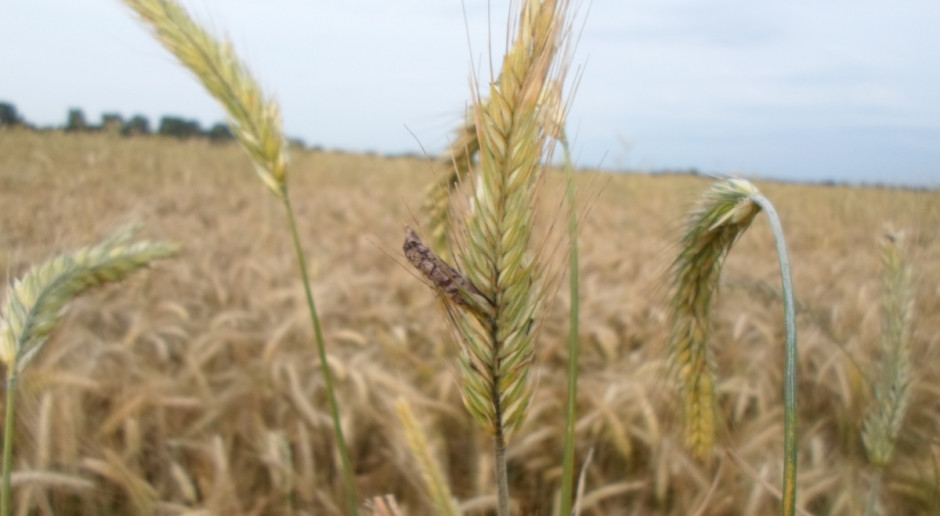 fot. farmer Jakim plantacjom zagraża sporysz zbóż i traw?
