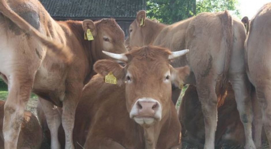 Fot. Farmer "Puls Biznesu": Złote czasy przed wołowiną