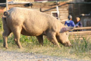 127 rolników ze strefy zagrożenia chce zrezygnować z chowu świń