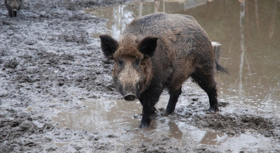 fot. Farmer.pl Naukowcy z IBS PAN w Białowieży będą badać ASF u dzików