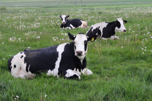 5 organizacji mleczarskich przeciwko noweli ustawy o ochronie zwierząt