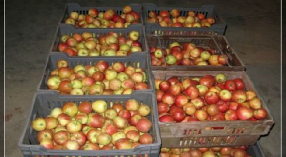 Fot.Farmer Zapasy jabłek w Polsce w maju 2015 r.