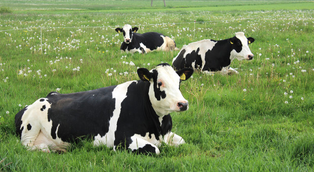 Sytuacja rolników po zniesieniu kwot mlecznych