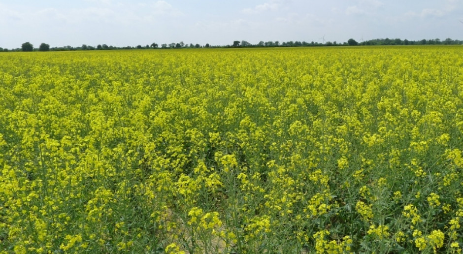 Canola najdroższa od ponad roku