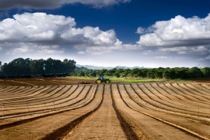 Francja: Mimo trudnej sytuacji w rolnictwie ceny ziemi wzrosły